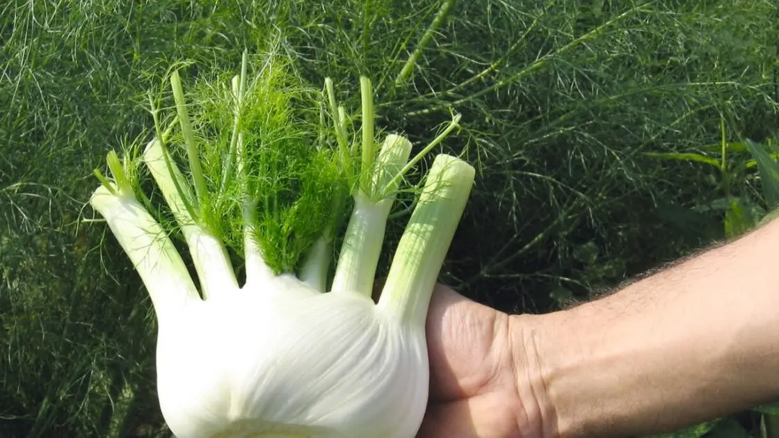 Fennel Solaris F1 2
