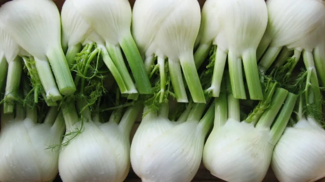 Fenchel Rondo F1