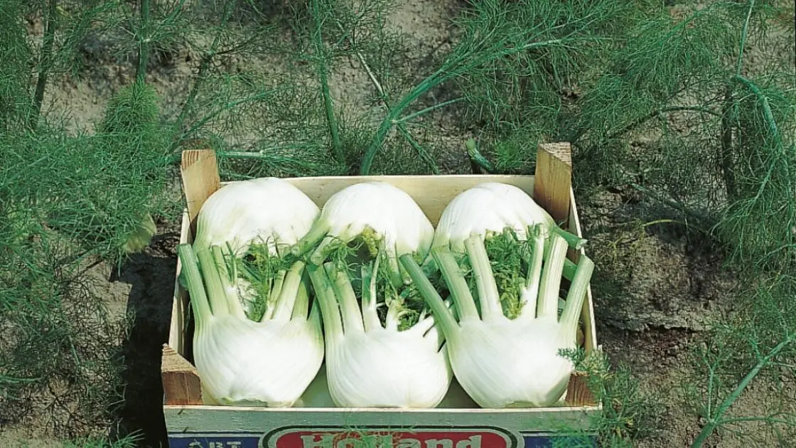 Fenchel Rondo F1 2