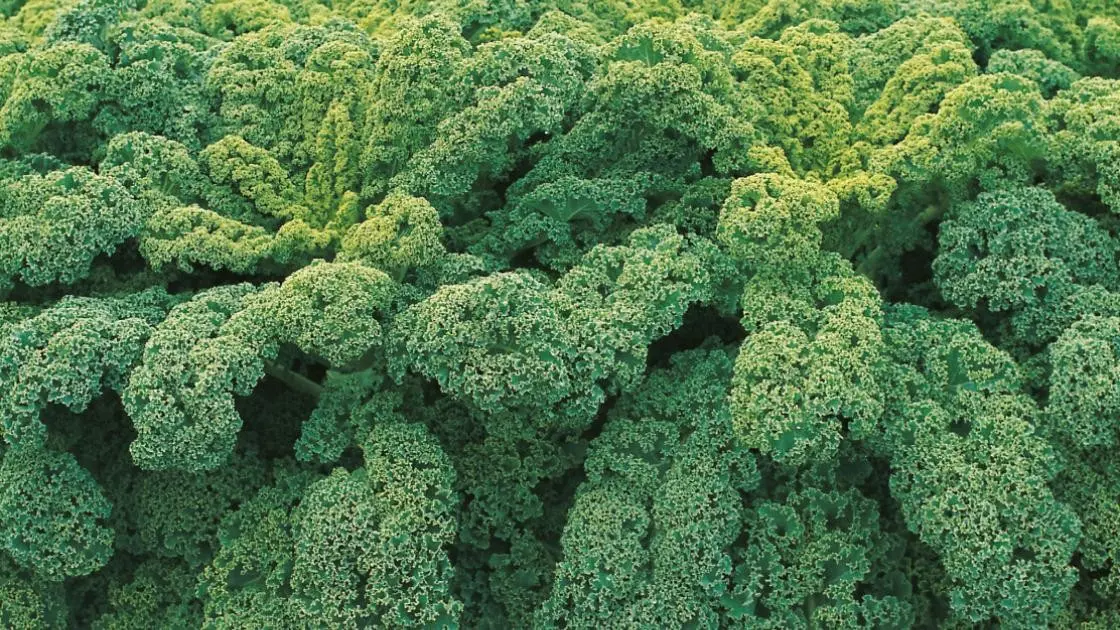 Kale Winterbor F1 Precise