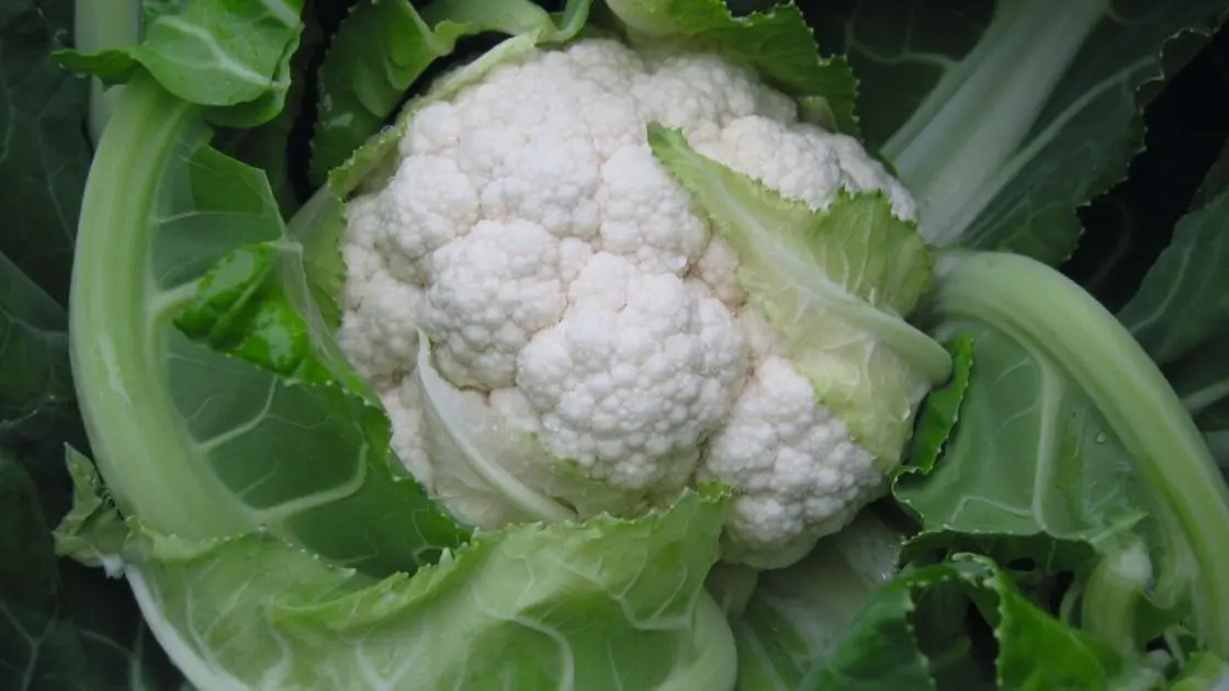 Blumenkohl Balboa f1 Prec.