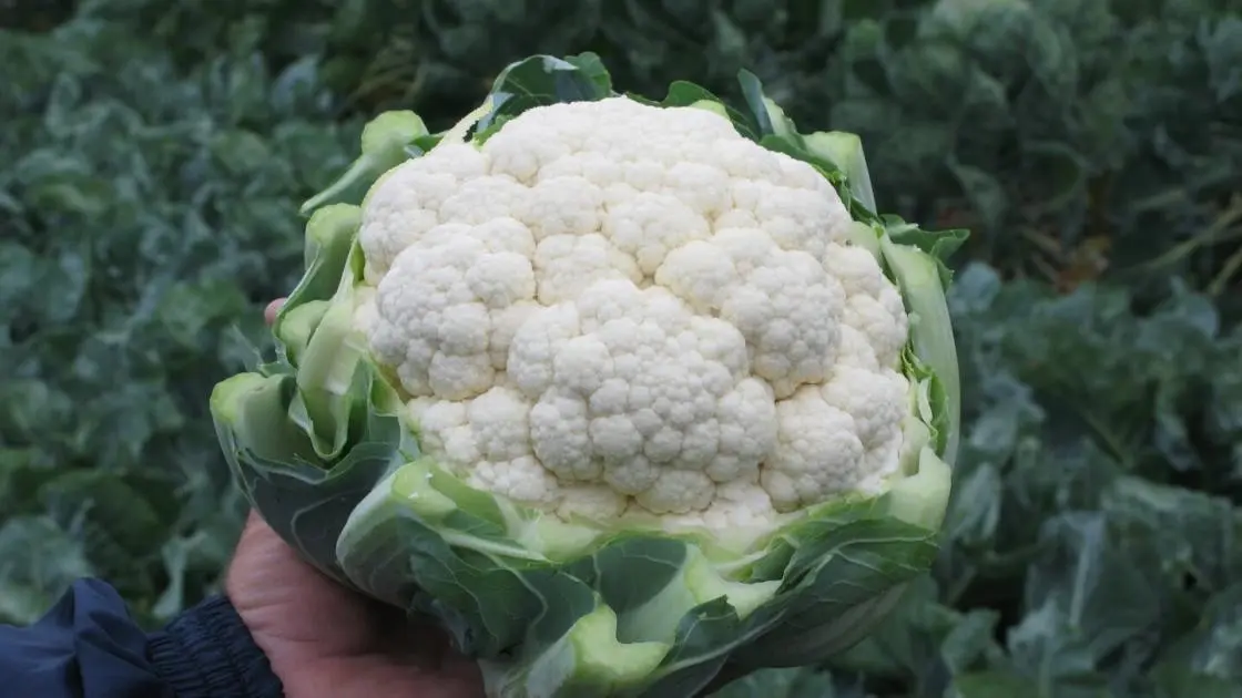 Blumenkohl Fargo F1