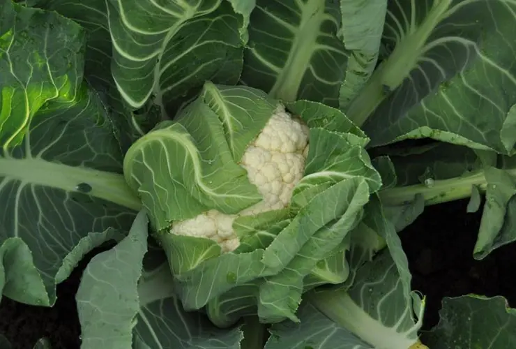 Blumenkohl Ferrara f1 präzise Eko