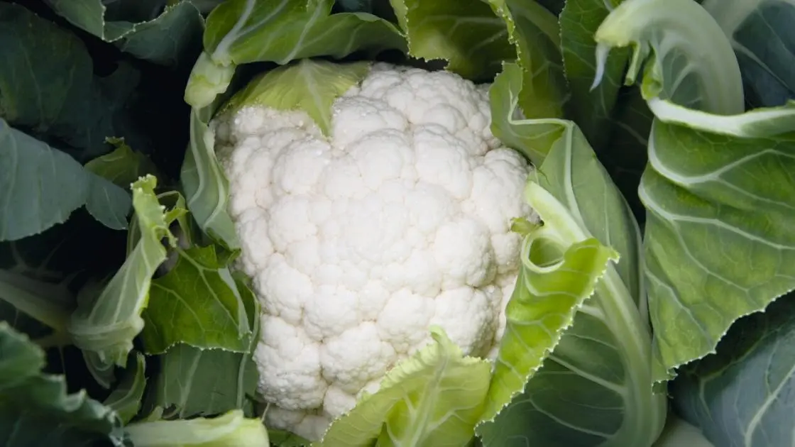 Blumenkohl Liria F1 Prec.