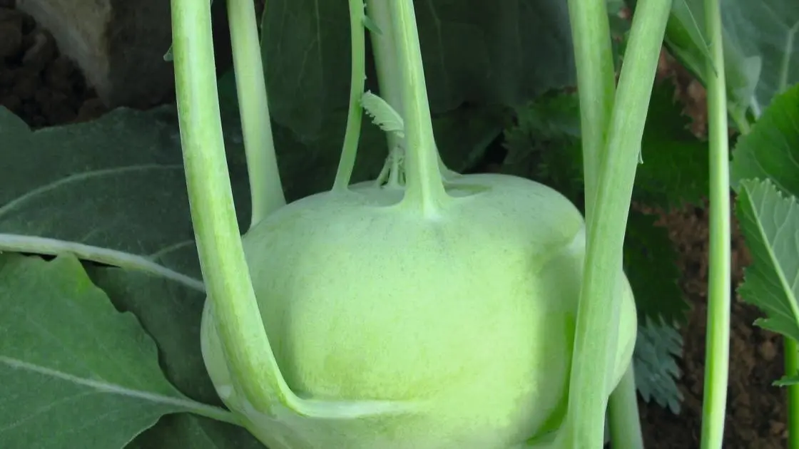 Kohlrabi Konan Precise