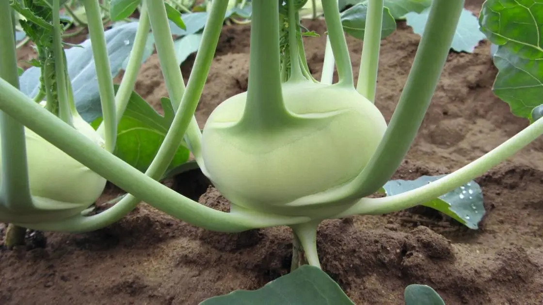Kohlrabi Konan Precise 2