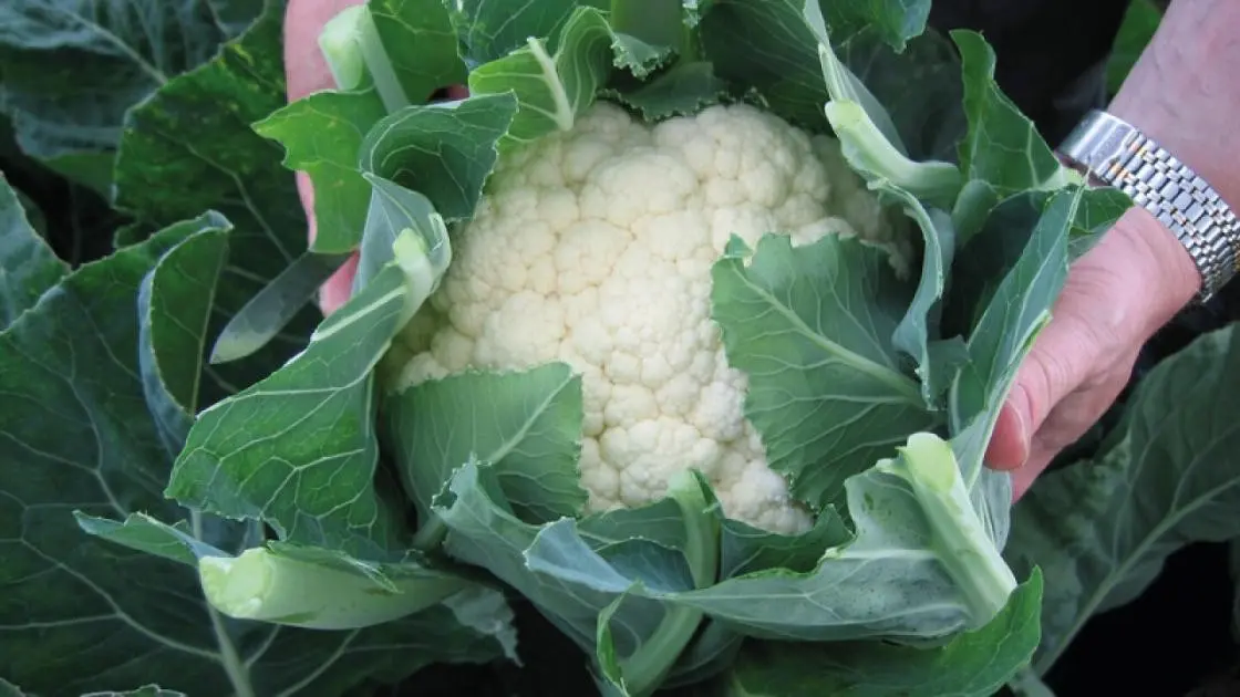 Blumenkohl Oviedo Prec F1