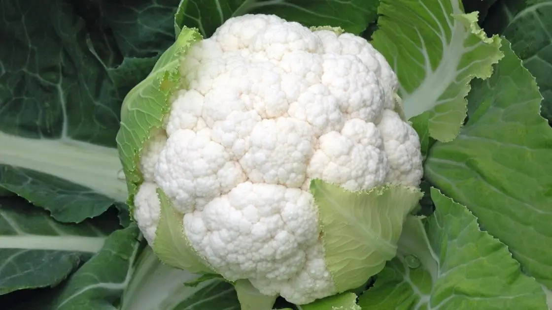 Blumenkohl Skywalker F1 Prec.