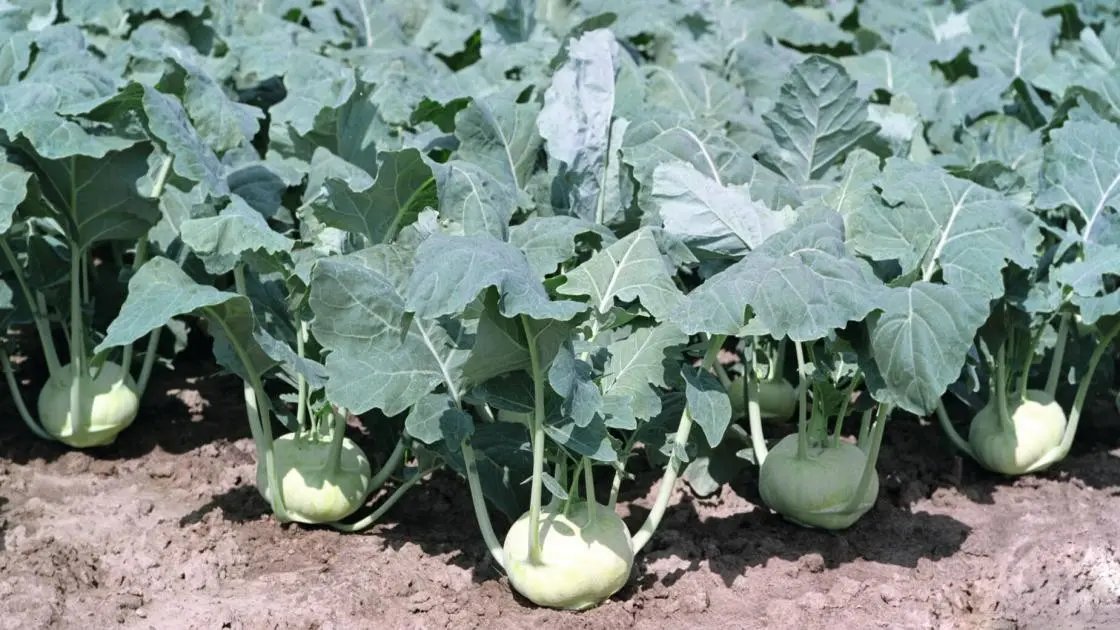 Kohlrabi Konmar