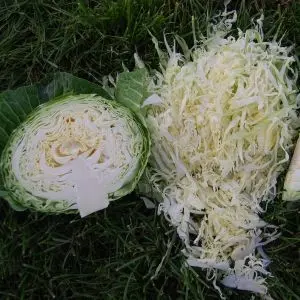 Weißkohl Cabbice F1 Präzise