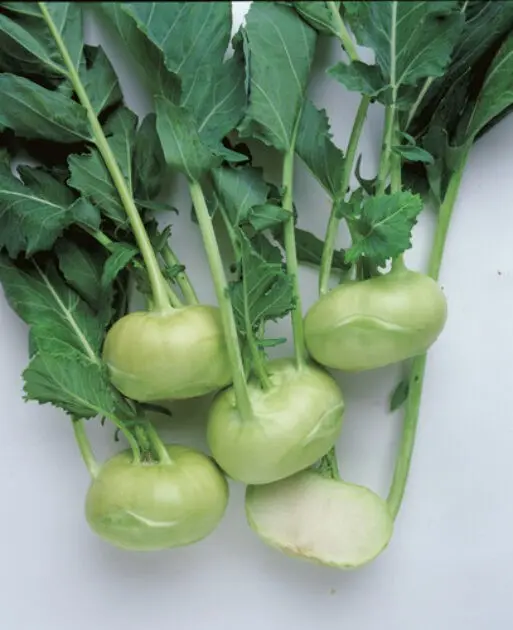 Kohlrabi Timpano F1