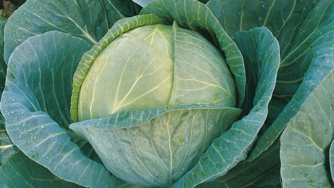 Weißkohl Megaton F1 Prec.