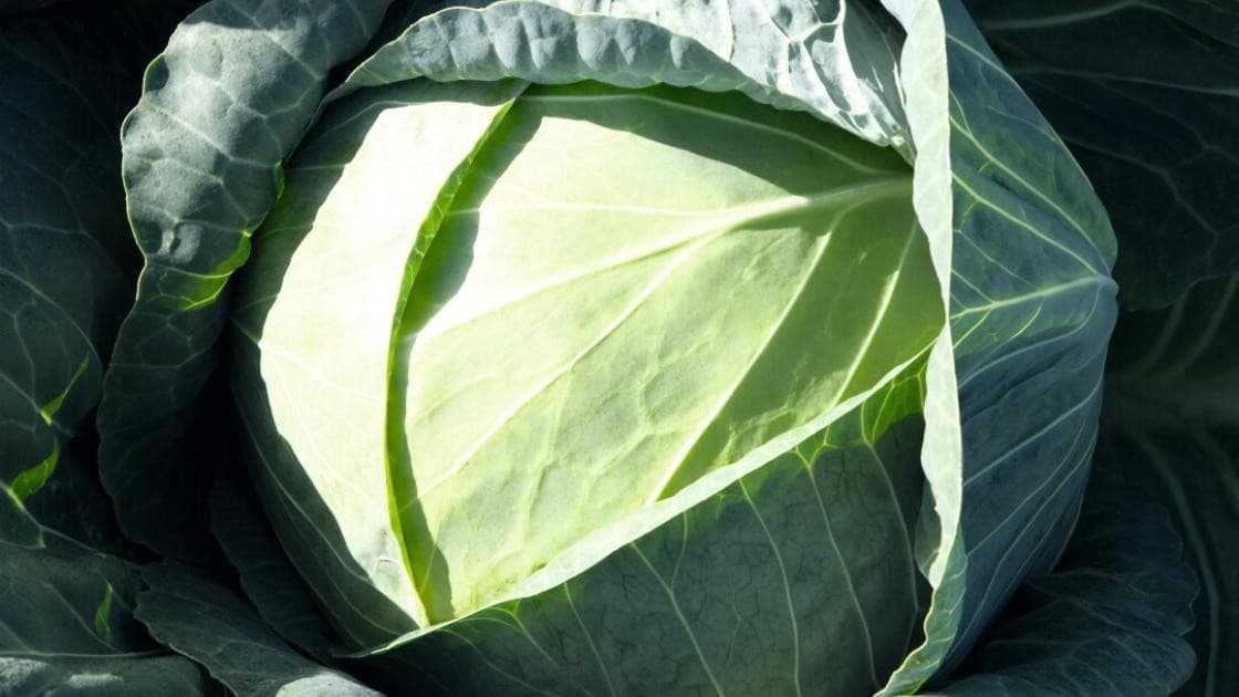 Weißkohl Passat Präzise