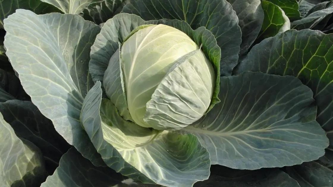 Weißkohl Passat Präzise 2