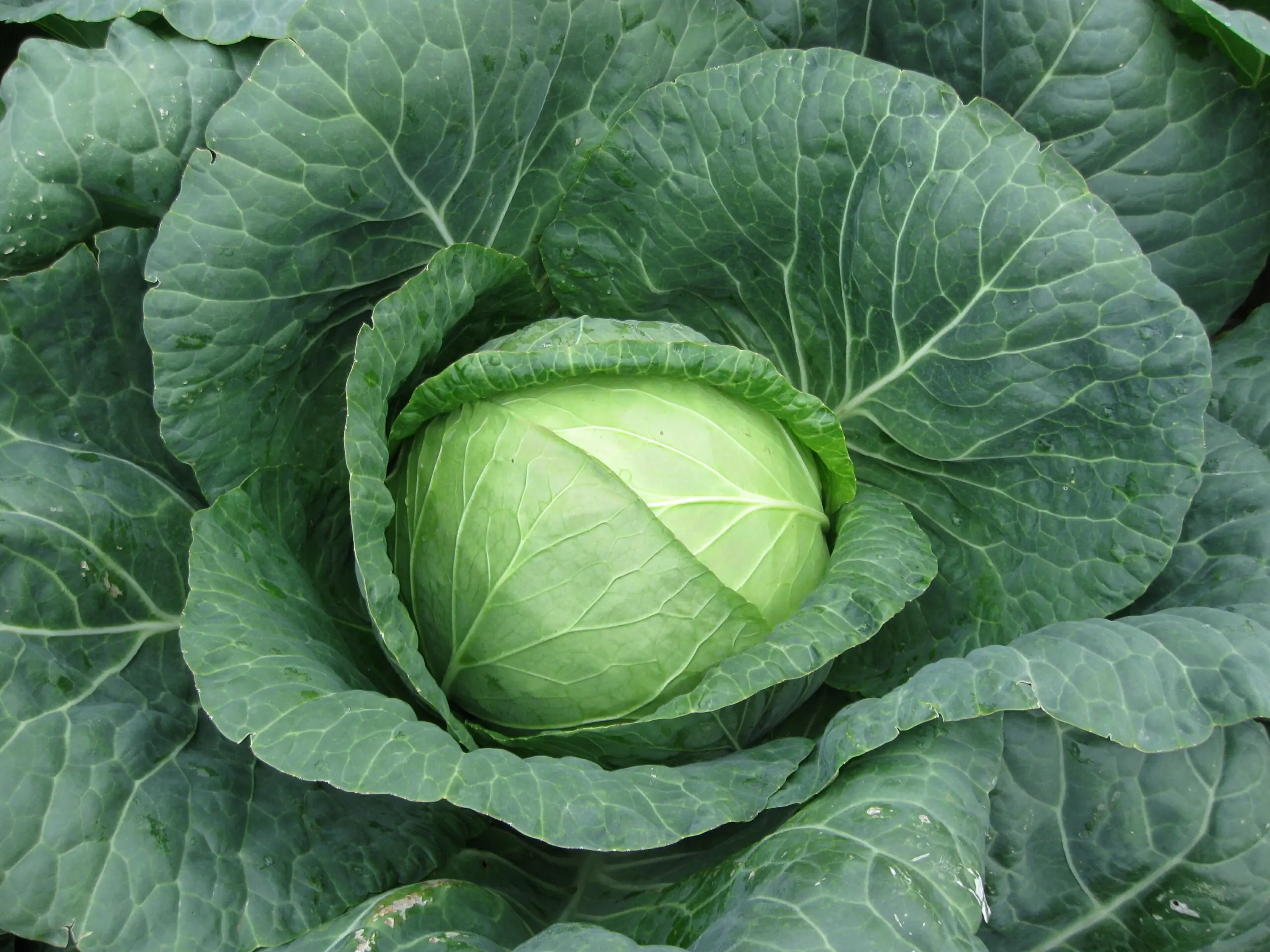 Weißkohl Landini F1 Präzise