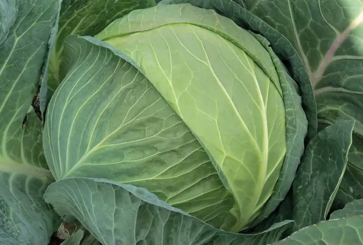 Weißkohl Newton Präzise