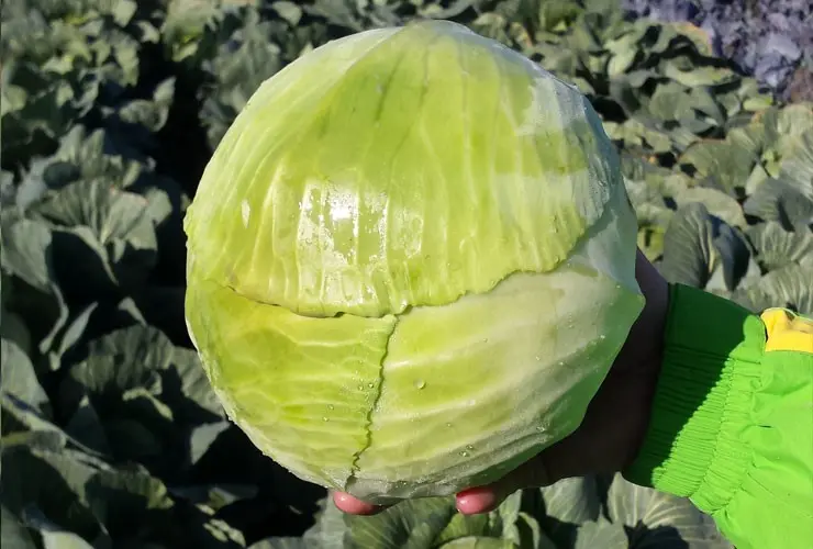 Weißkohl Lucas F1 Präzise