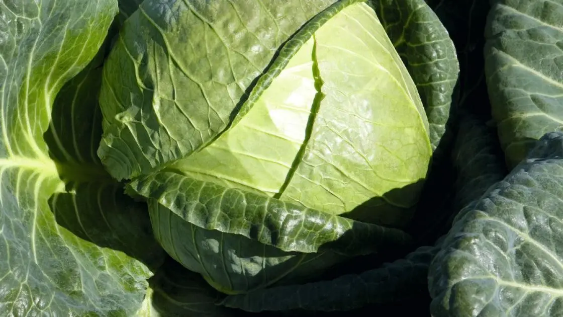 Weißkohl Padoc F1 Prec.