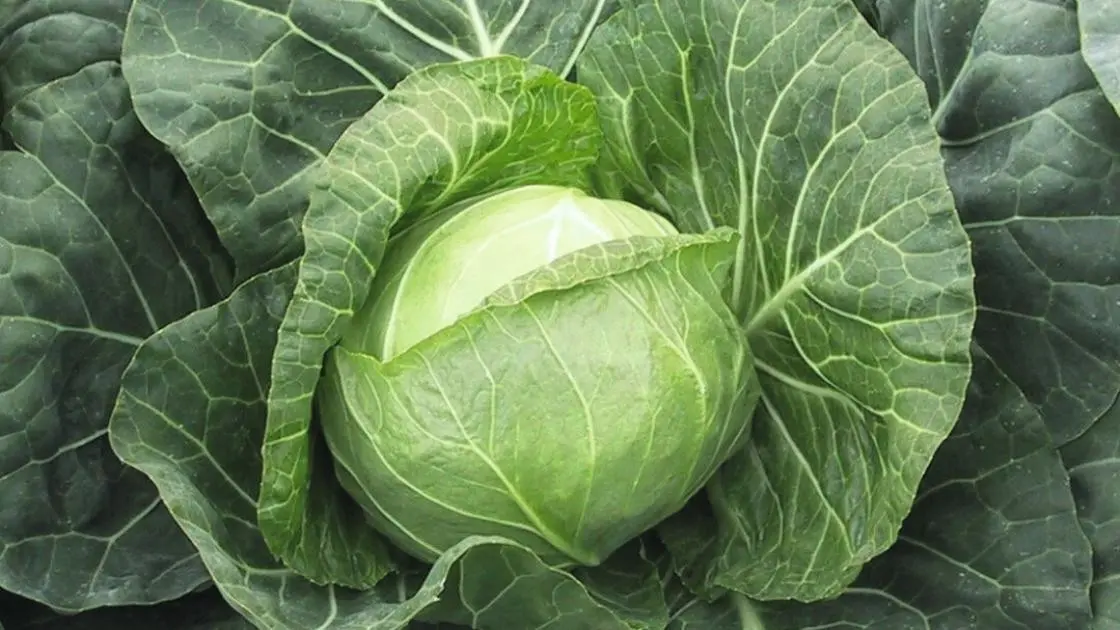 Weißkohl Parel F1 2,5 Prec.tys