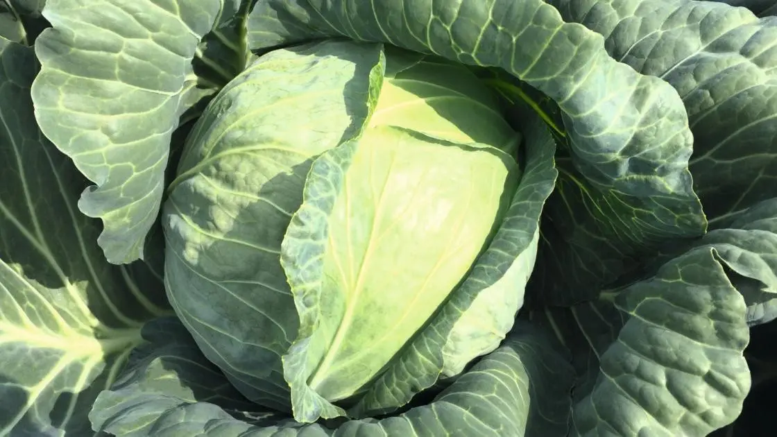 Weißkohl Report F1 Präzise