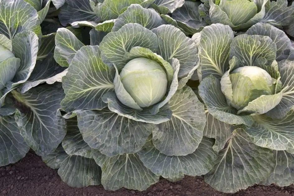 Weißkohl Predeco F1 Präzise