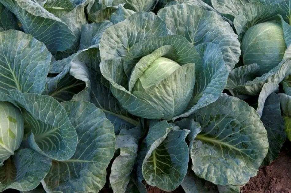 Weißkohl Strukta F1 Präzise
