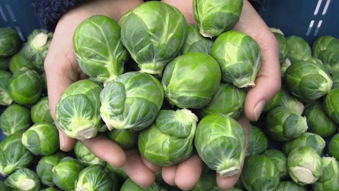 Chou de Bruxelles Divino Précis 2