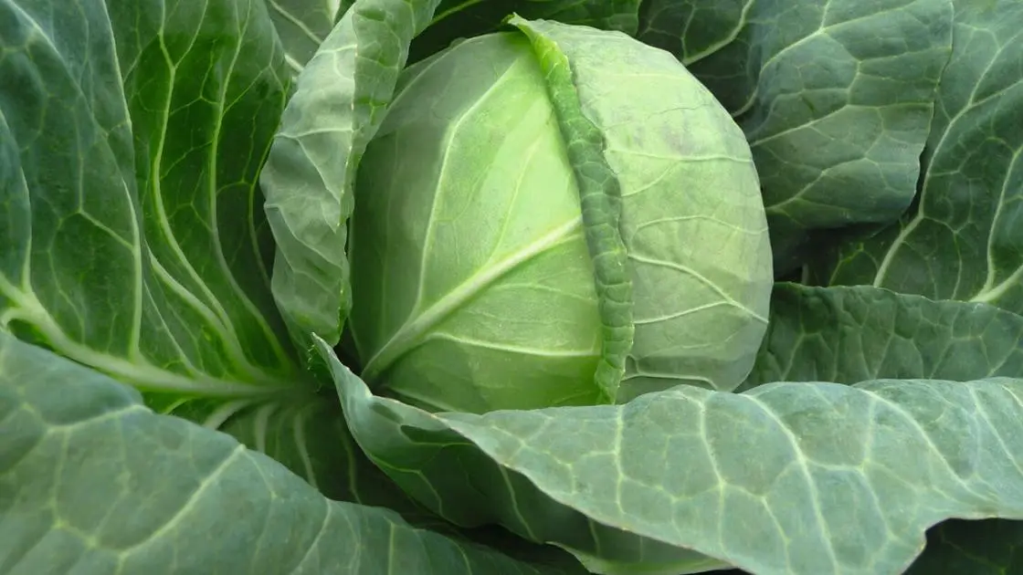 White Cabbage Tiara 2