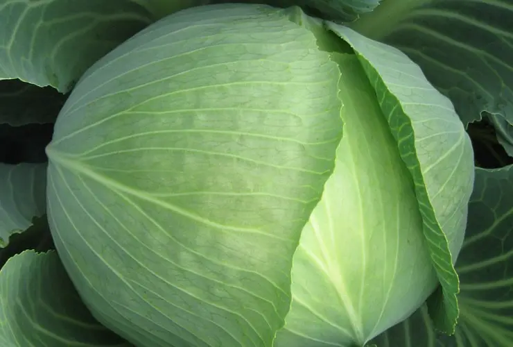 Weißkohl Structura F1 2,5 Tsd Präzisionssaat