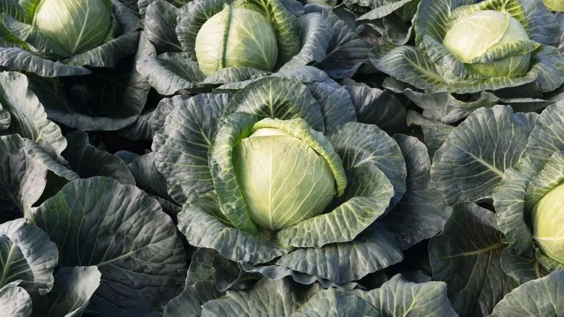 Kohl Krautman F1