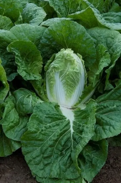 Orient Surprise F1 Chinese Cabbage Precise