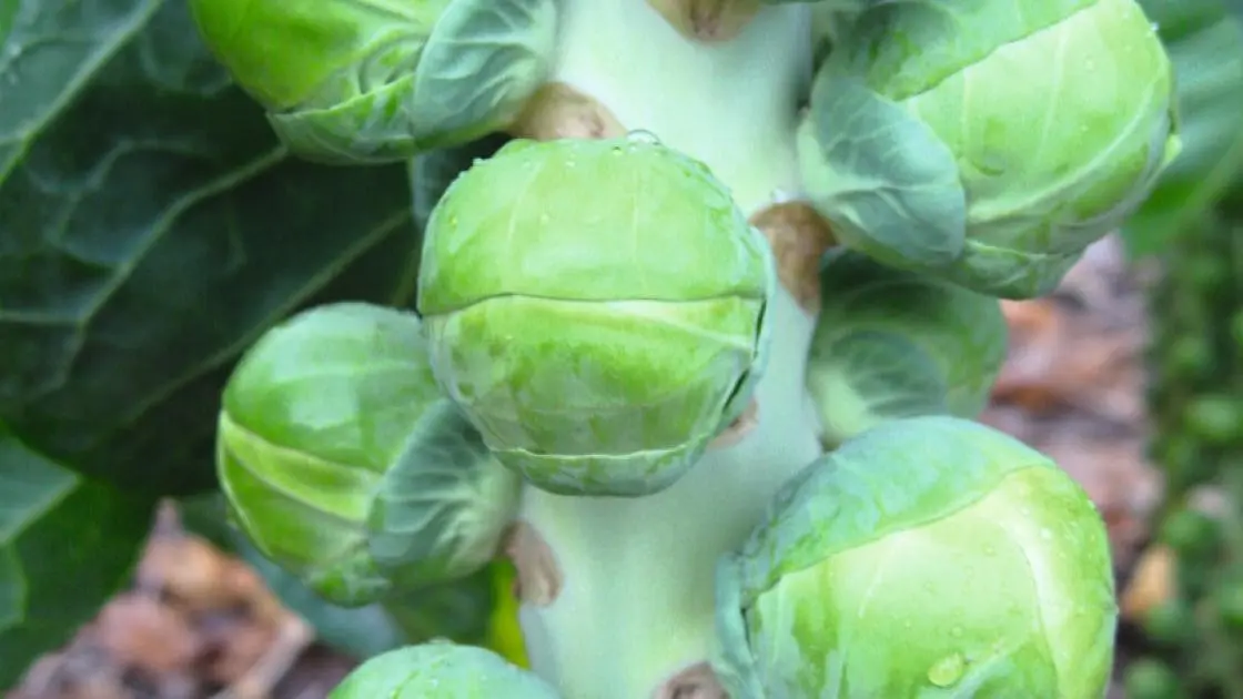Rosenkohl Neptuno Prec.