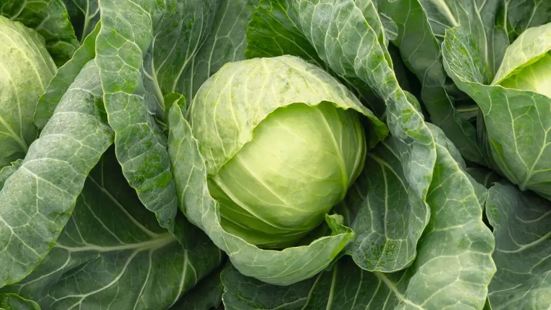 Weißer Kopf-Kohl Ranini Prec.