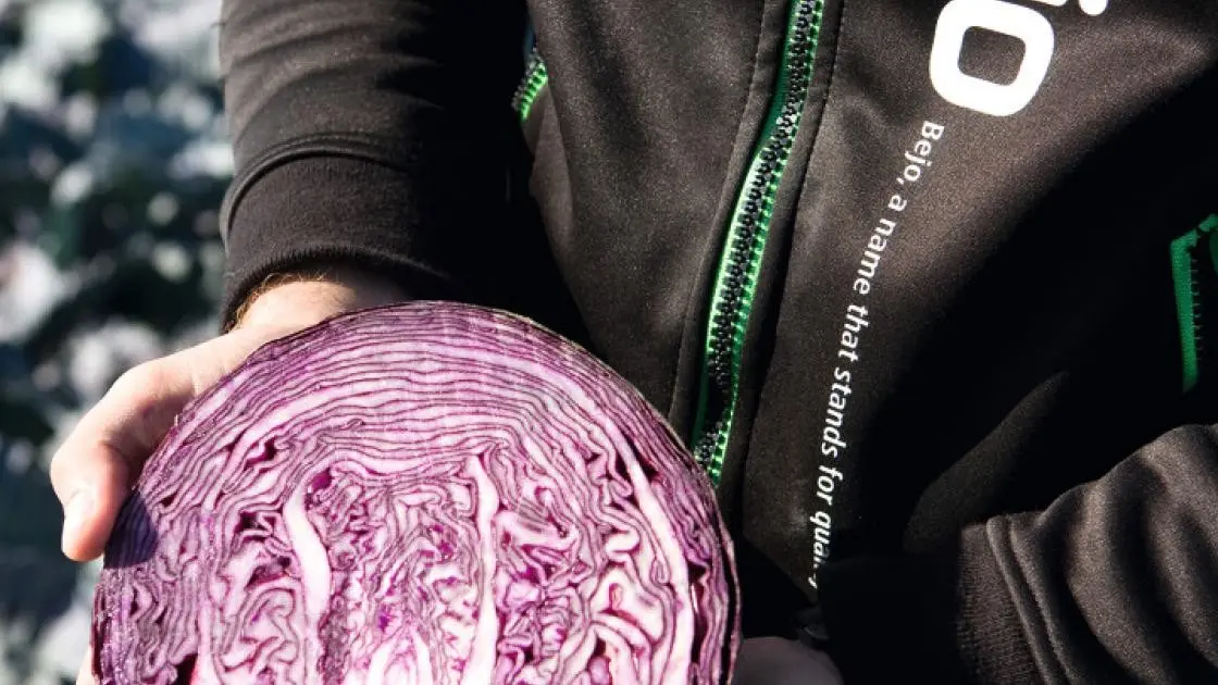 Rotkohl Klimaro F1 Prec. 2