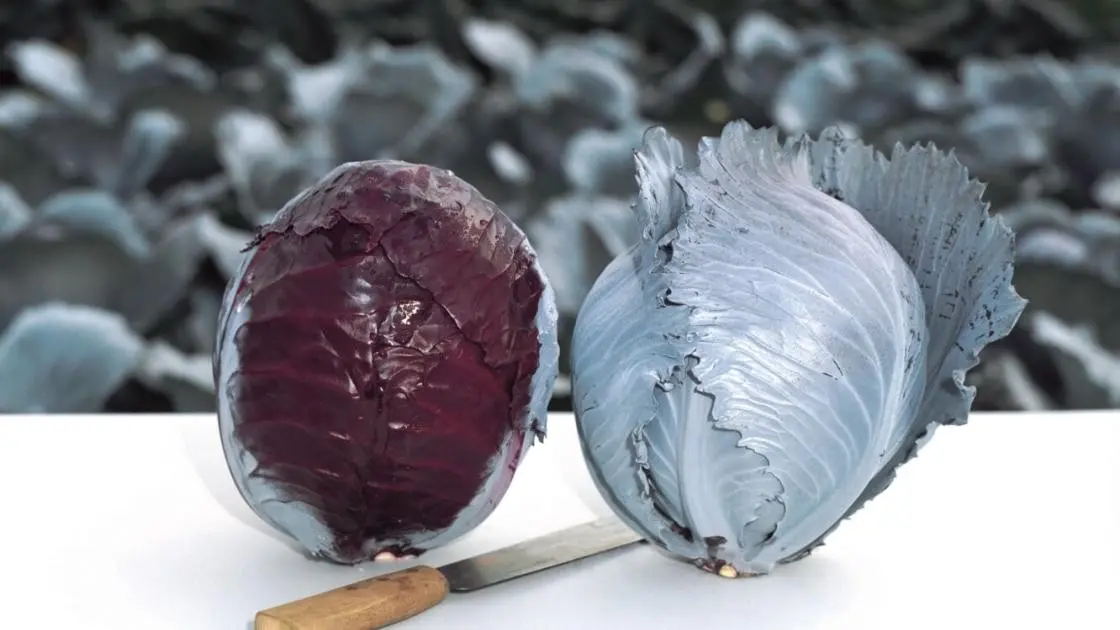 Rotkohl Buscaro Prec.