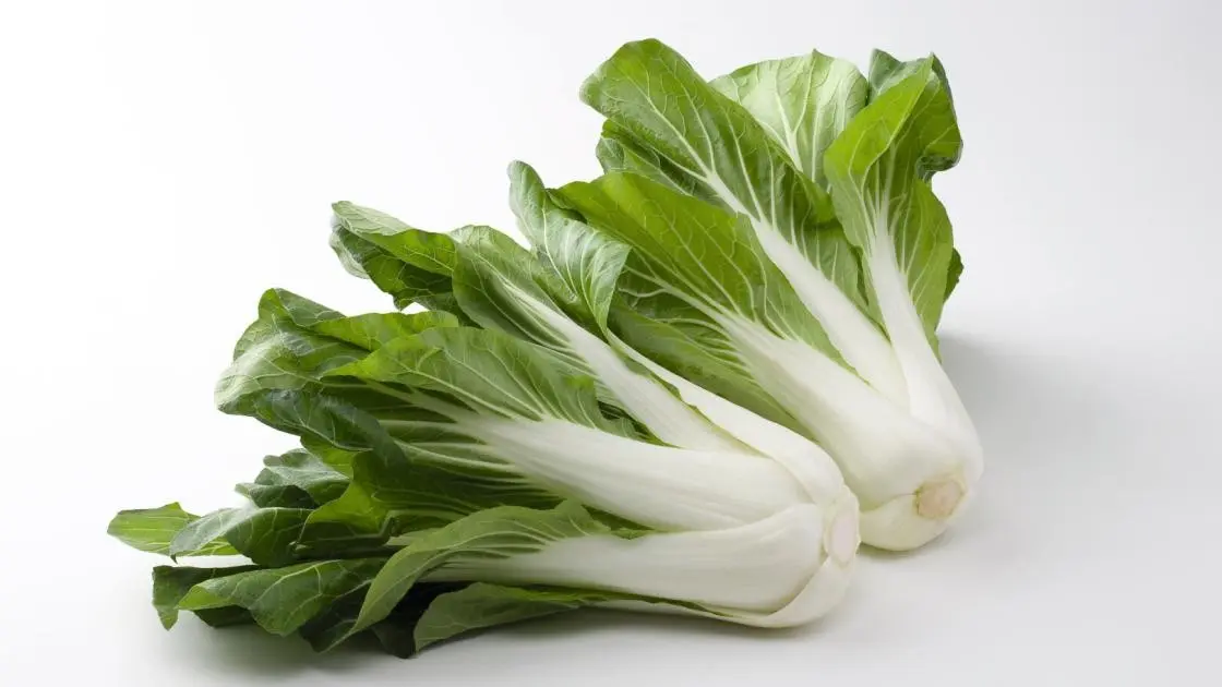 Chinese Cabbage Bopak F1 Precision