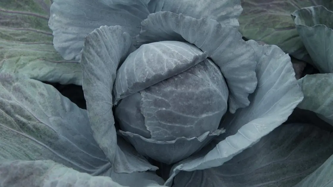 Rotkohl Bandolero F1 2