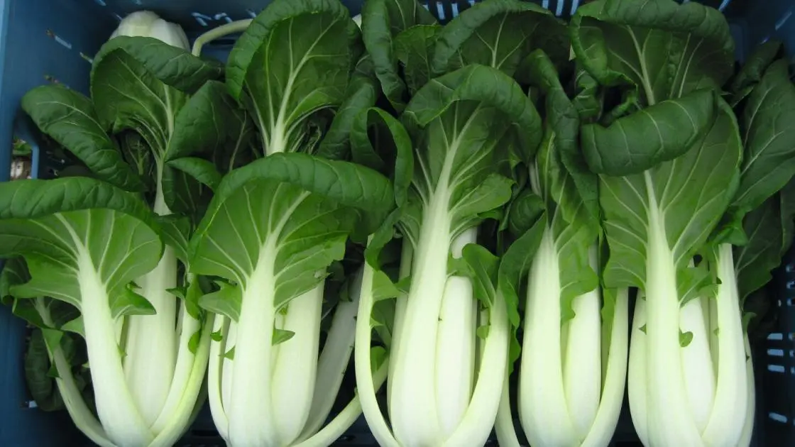 Chinese Cabbage Bopak F1 Precision 2