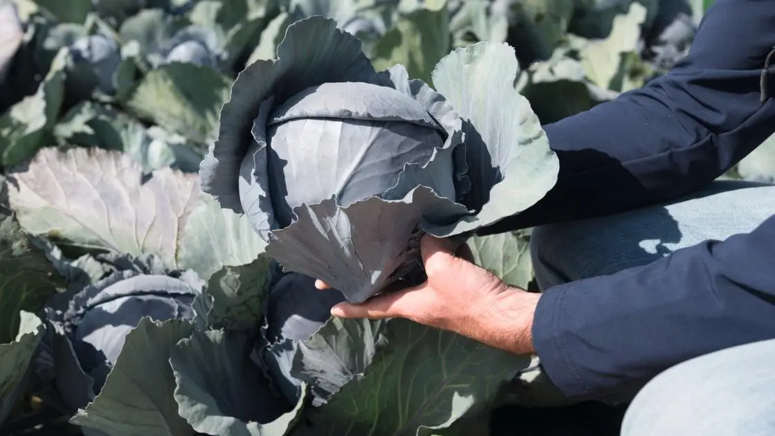 Rotkohl Davaro F1 Präzisionssaat 2