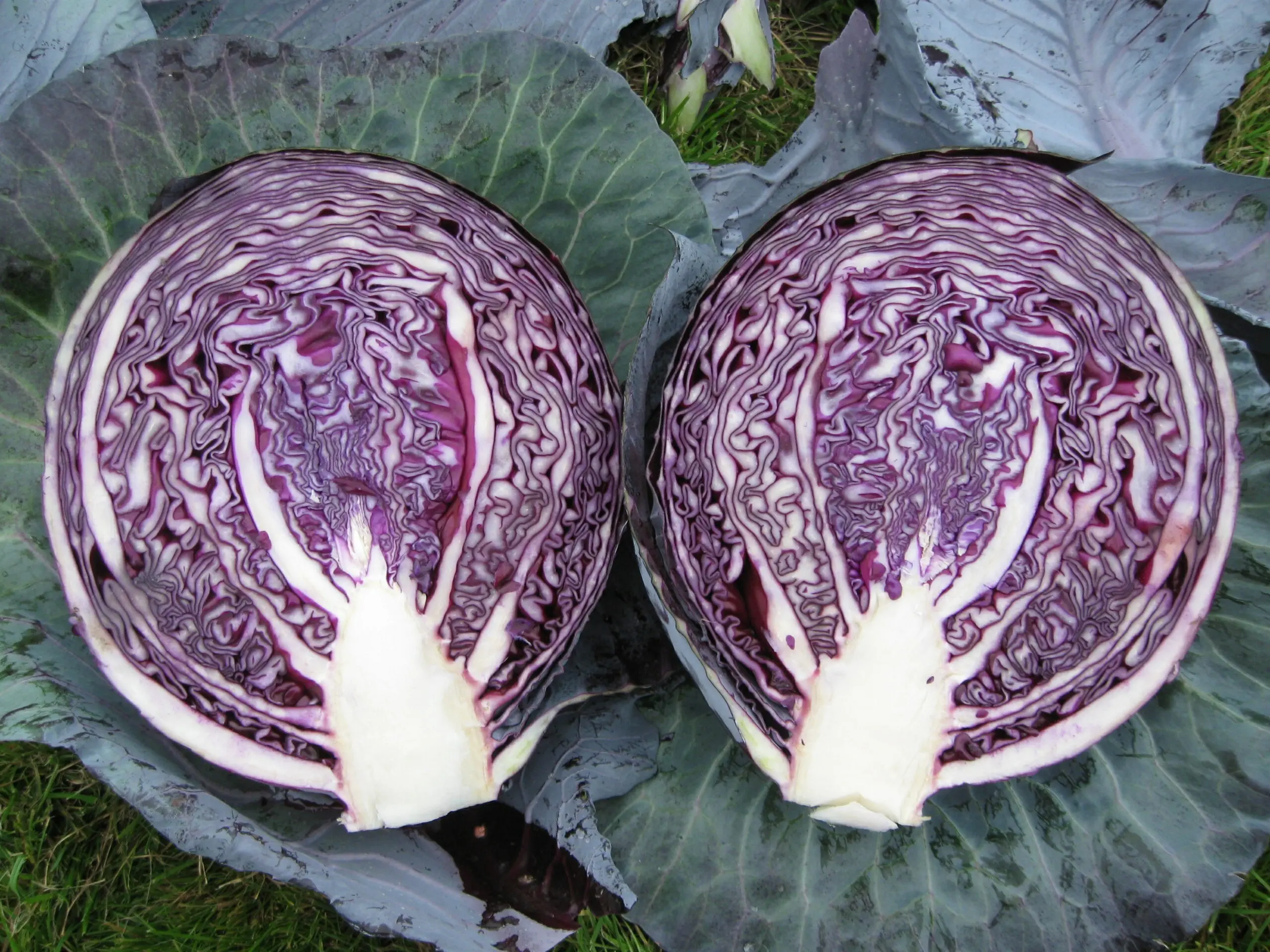 Rotkohl Rovite F1 Präzisionssaat