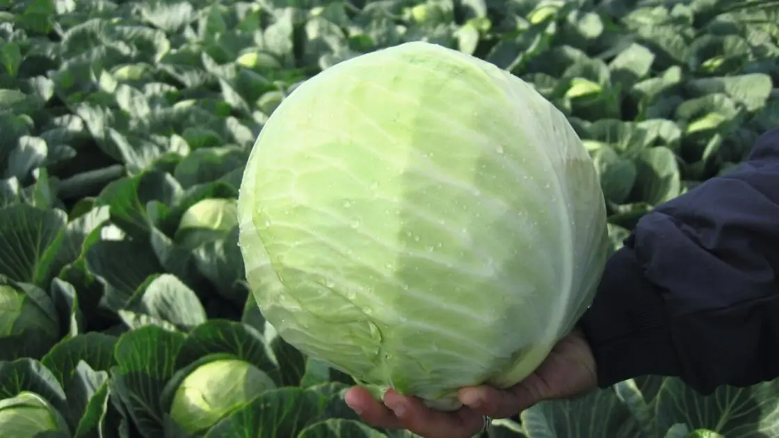 Weißer Kopf-Kohl Drago Präzise