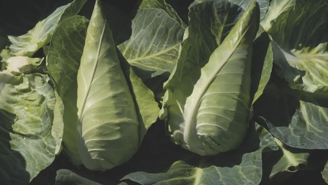 Cabbage Conical Antonio Prec.