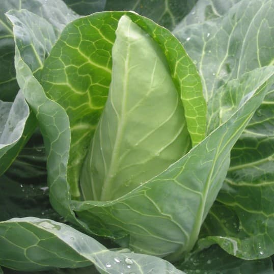 Cabbage Conical Dutchman F1 Precision