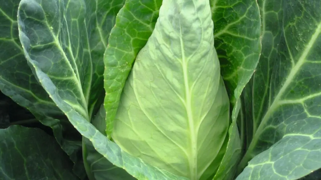 Conical Cabbage Caraflex F1 Precise