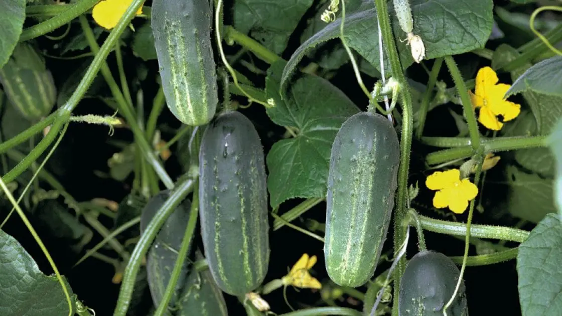 Cucumber Gruntowy Akord F1