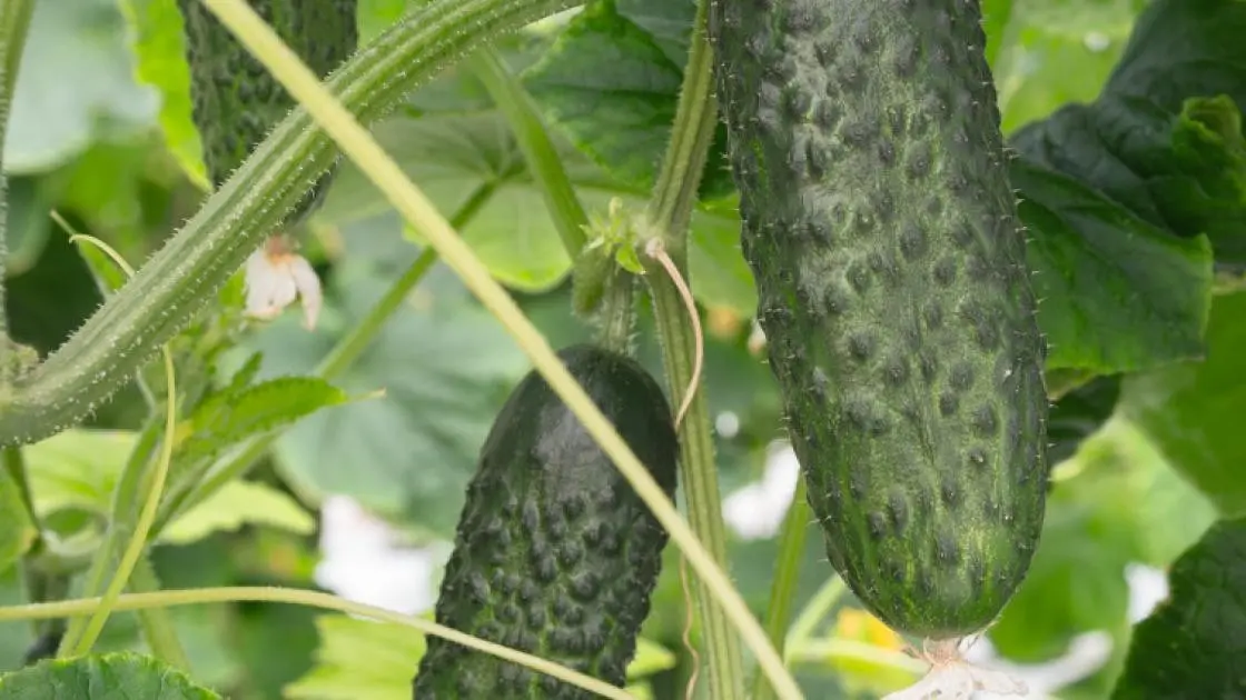 Cucumber Field Atik F1