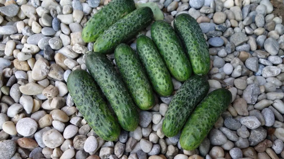 Cucumber Field Atik F1 2