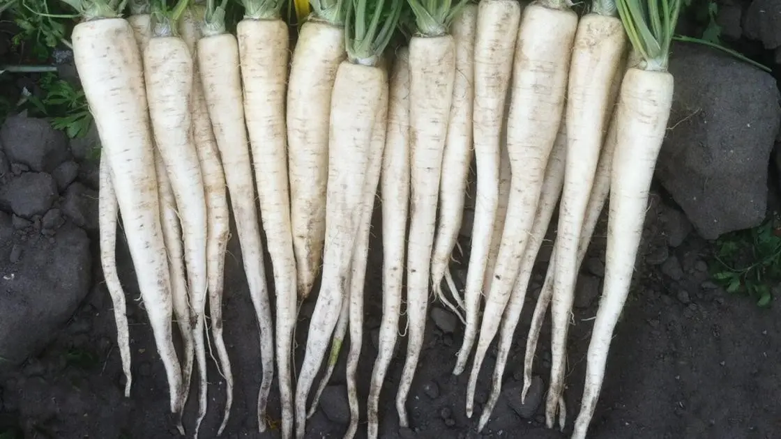 Arctica F1 Primed B-MOX Root Parsley