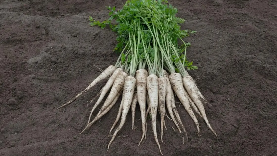 Arctica F1 Primed B-MOX Root Parsley 2