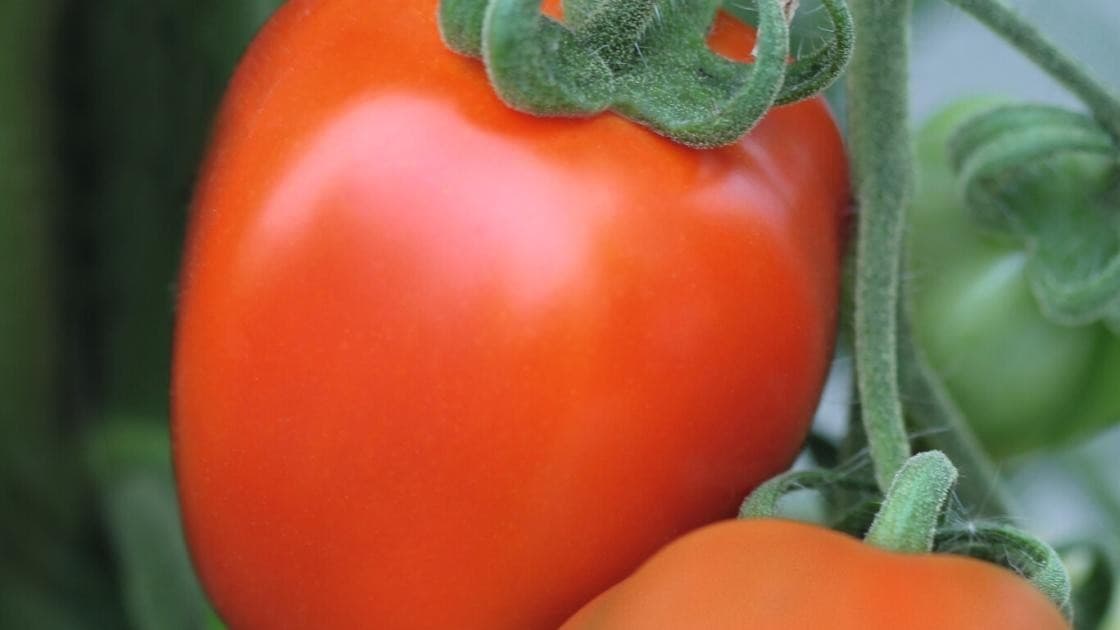 Tomate Freiland Benito